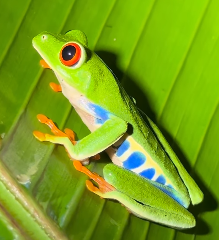 red eye tree frog2