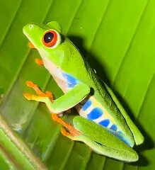 red eye tree frog2