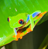red eye tree frog S+