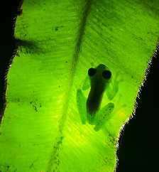 glass frog :o