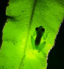 glass frog :o