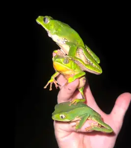 Waxy monkey tree frogs