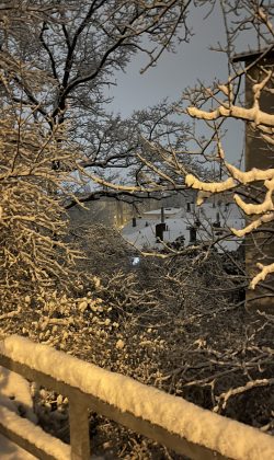 Das schneeige Unterholz schnee (11)